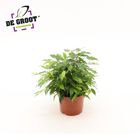 Ficus benjamina 'Green Kinky'