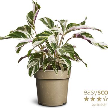 Calathea 'White Miracle'