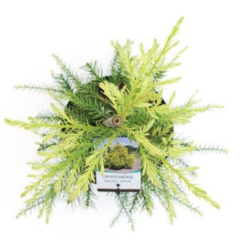 Cryptomeria japonica 'Sekkan'