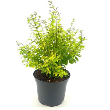 Ligustrum ovalifolium 'Lemon and Lime'