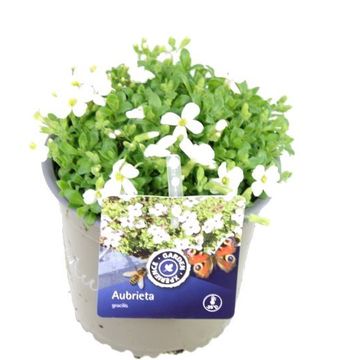 Aubrieta 'Regado White'