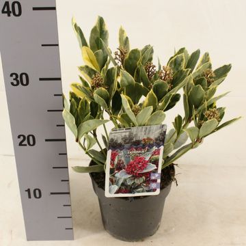 Skimmia japonica 'Perosa'