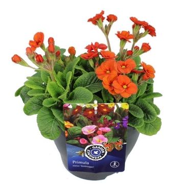 Primula 'Smiley Late Marmelade'