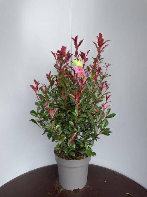 Photinia x fraseri CARRÉ ROUGE