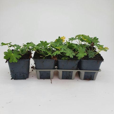 Geranium sanguineum 'Album'