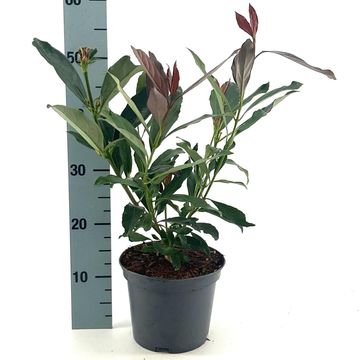 Viburnum odoratissimum COPPERTOP