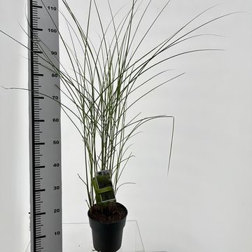 Miscanthus sinensis 'Gracillimus'