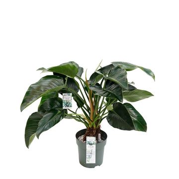 Philodendron 'Green Beauty'