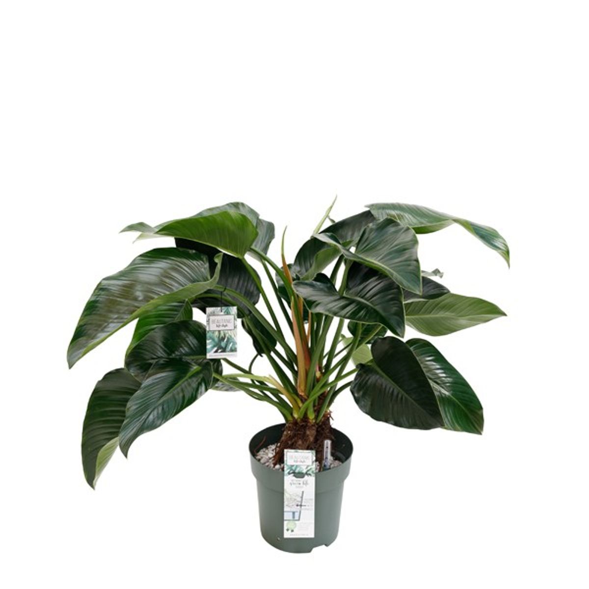 philodendron vittarifolium Anthurium vittarifolium variegated *Grower's Choice* main image 0