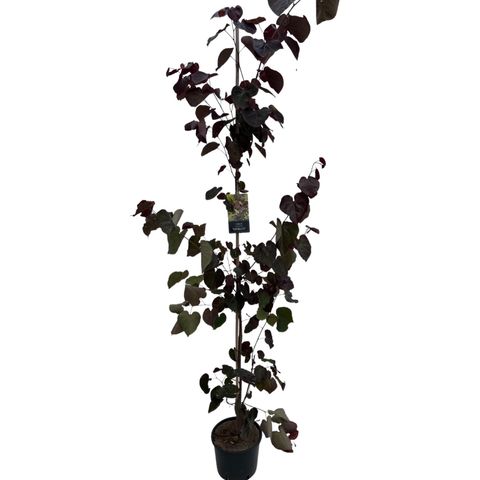 Cercis canadensis 'Merlot'