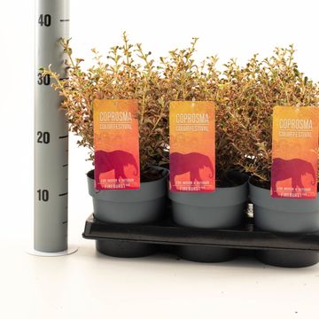Coprosma 'Fire Burst'