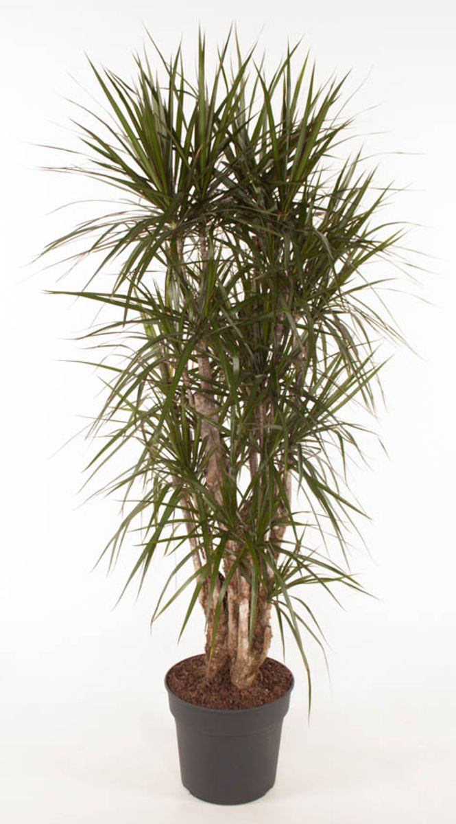 Dracaena marginata — Plant Wholesale FlorAccess