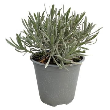 Lavandula angustifolia