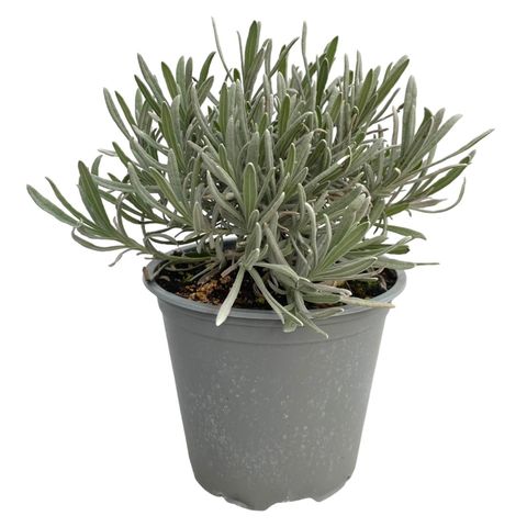 Lavandula angustifolia