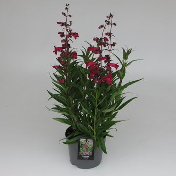 Penstemon hartwegii 'Superstar'