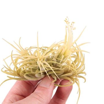 Tillandsia ionantha 'Druid'