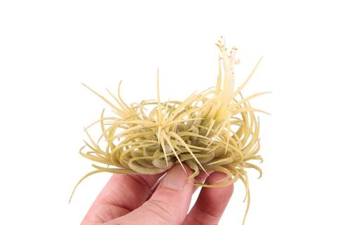 Tillandsia ionantha 'Druid'