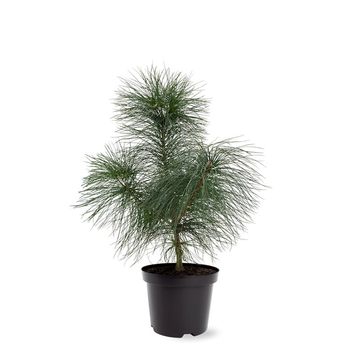 Pinus strobus