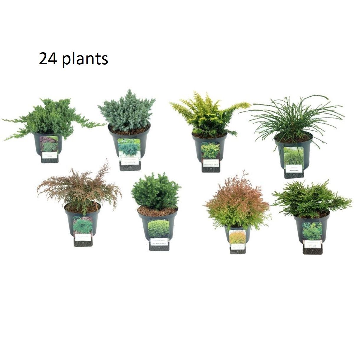 Conifers MIX — Plant Wholesale FlorAccess