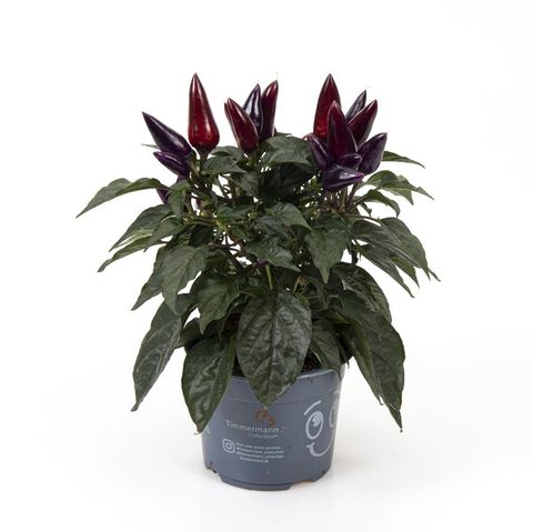 Capsicum annuum 'Black Fire'