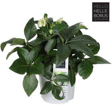 Helleborus JWLS ENDLESS