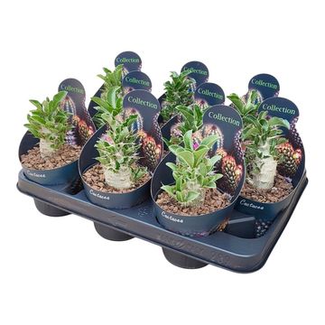 Pachypodium saundersii