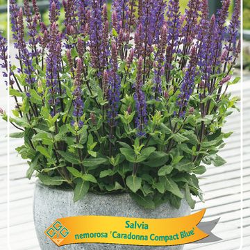 Salvia nemorosa 'Caradonna Compact'