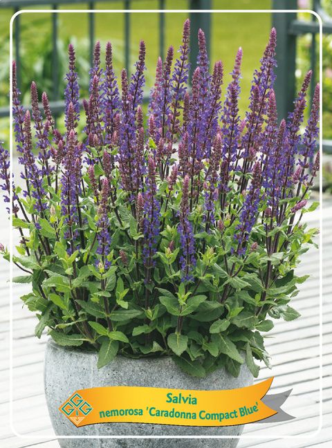 Salvia nemorosa 'Caradonna Compact'