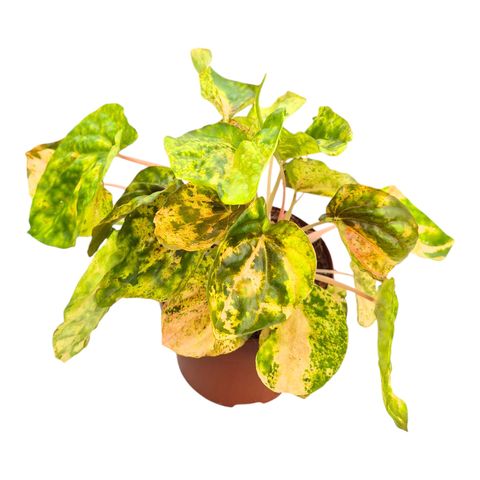 Peperomia 'Candora Picasso'