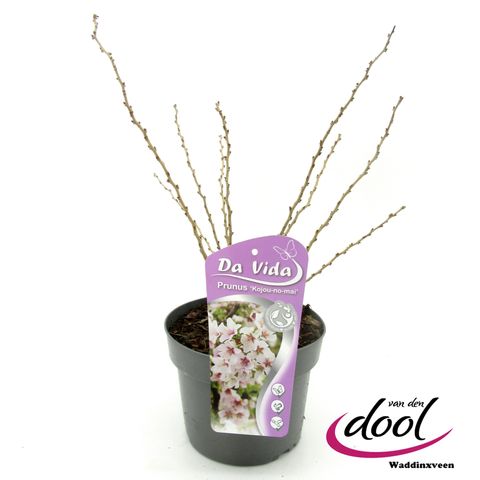 Prunus incisa 'Kojou-no-mai'