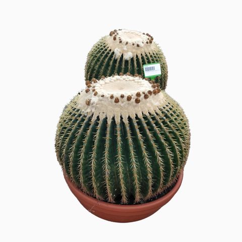 Echinocactus grusonii brevispinus