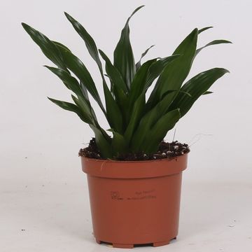 Dracaena fragrans 'Compacta'