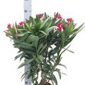 Nerium oleander