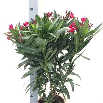 Nerium oleander
