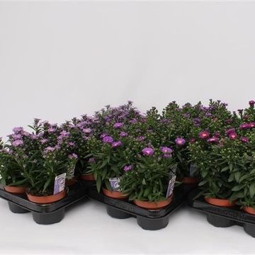 Aster STARLETTA MIX