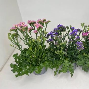 Limonium vulgare MIX
