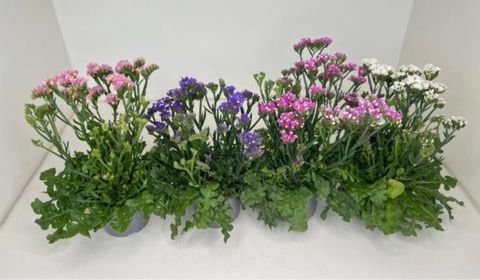 Limonium vulgare MIX