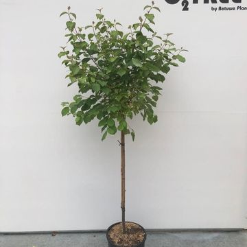 Cornus sanguinea 'Midwinter Fire'