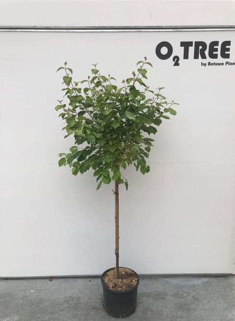 Cornus sanguinea 'Midwinter Fire'