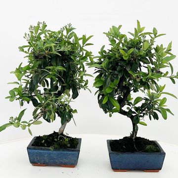 Pyracantha angustifolia