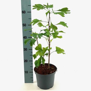 Ginkgo biloba