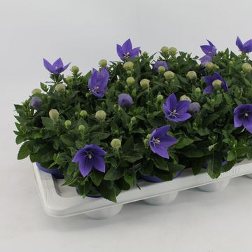 Platycodon grandiflorus 'Astra Blue'