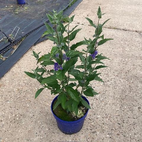 Caryopteris x clandonensis 'Dark Knight'