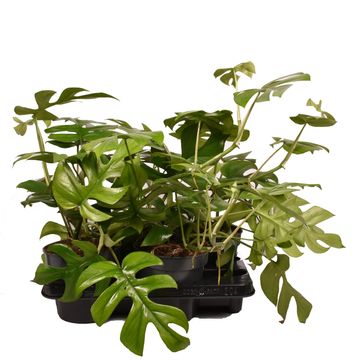 Rhaphidophora tetrasperma