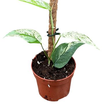 Epipremnum pinnatum 'Cebu Blue Variegata'