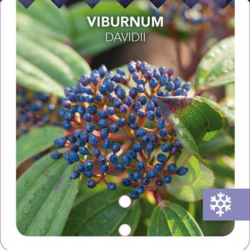 Viburnum davidii