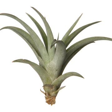 Tillandsia capitata