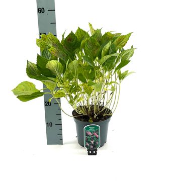 Hydrangea macrophylla 'Bouquet Rose'