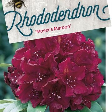 Rhododendron 'Moser's Maroon'