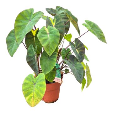 Colocasia 'Hybrid Lime Oasis'